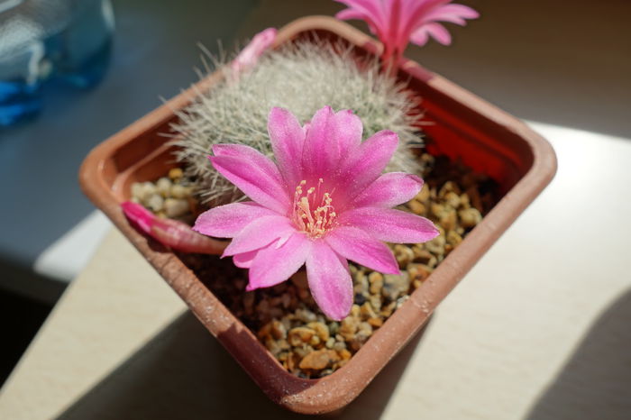 DSC01549 - Cactusi 2015