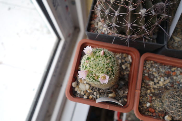 DSC02041 - Cactusi 2015