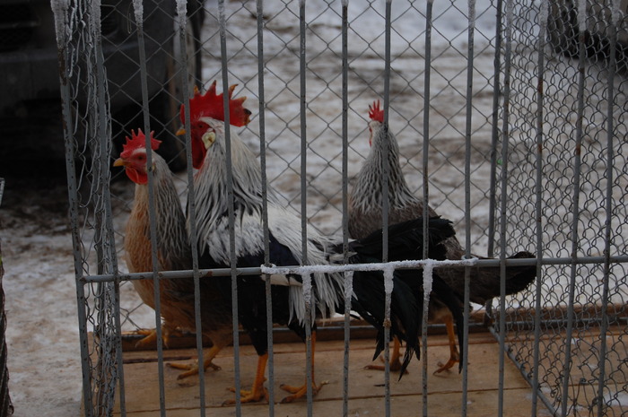 expo_pasari_de_rasa_nationala_breaza_ian_2010_ (26) - 94 expo breaza 2010