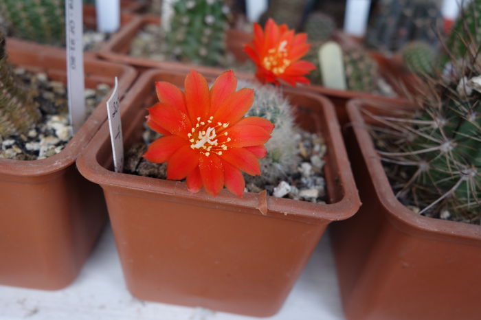 DSC02062 - Cactusi 2015