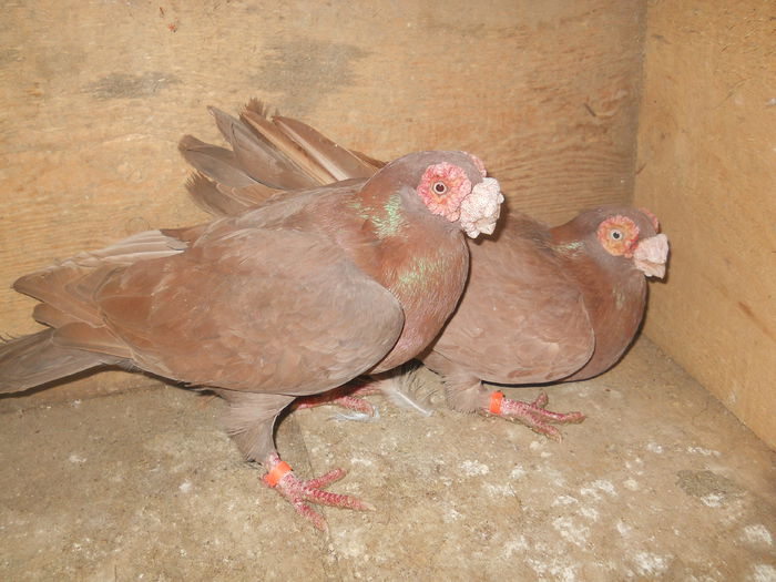 P3  m-2012,f-2012-VINDUTI