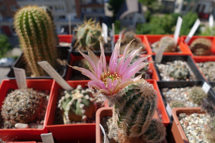 DSC03033 - Cactusi 2015