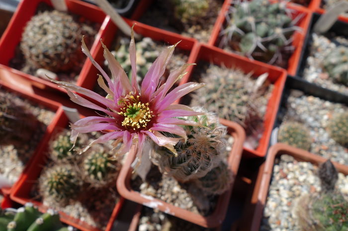 DSC03046 - Cactusi 2015