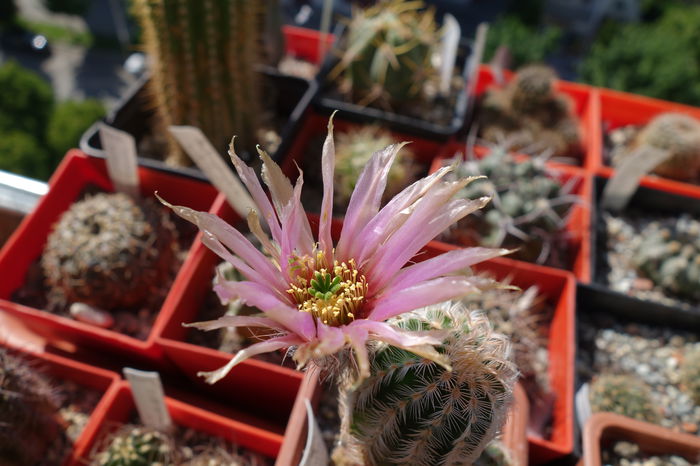 DSC03064 - Cactusi 2015