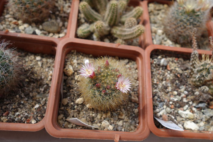 DSC03278 - Cactusi 2015