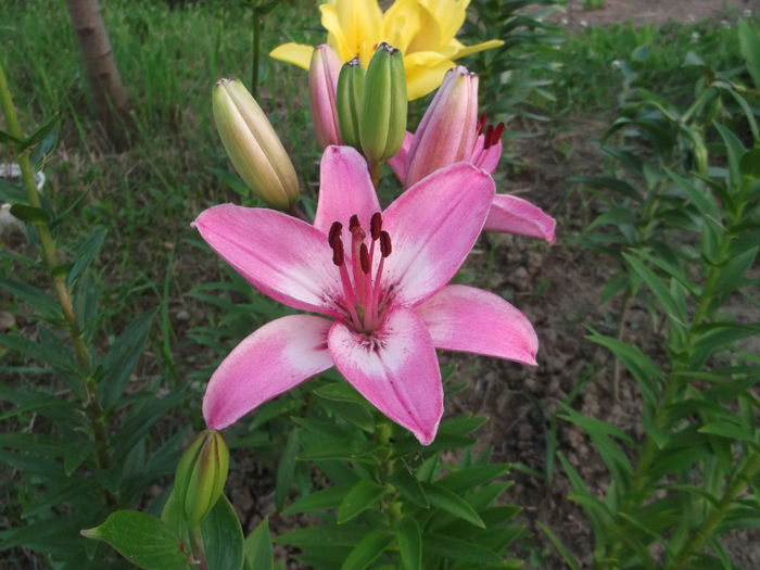 DSCF6511