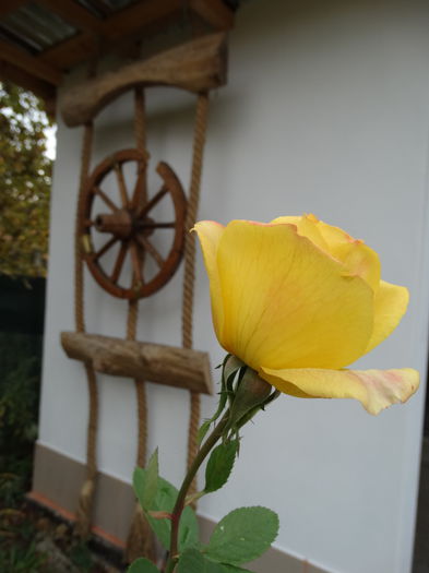 DSC00767 - h-toamna 2015