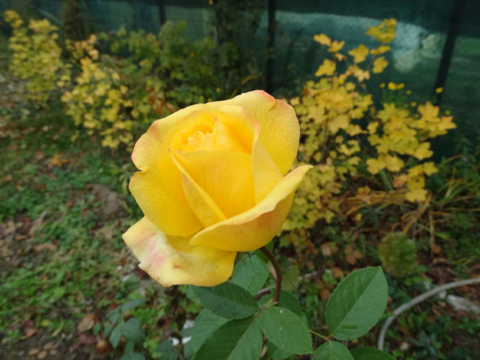 DSC00769