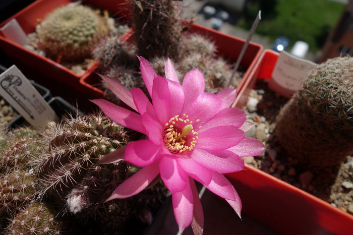 DSC04072 - Chamaecereus 2015