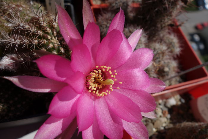 DSC04075 - Chamaecereus 2015