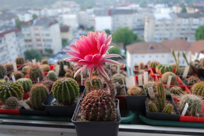 DSC04482 - Echinopsis 2015