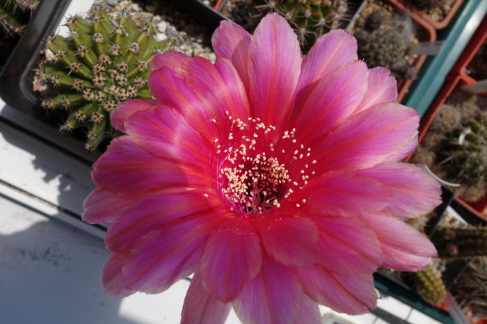 DSC04502 - Echinopsis 2015