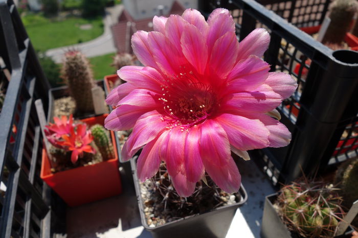 DSC04556 - Echinopsis 2015