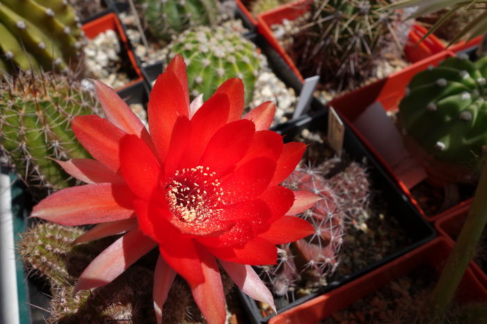 DSC04958 - Chamaecereus 2015