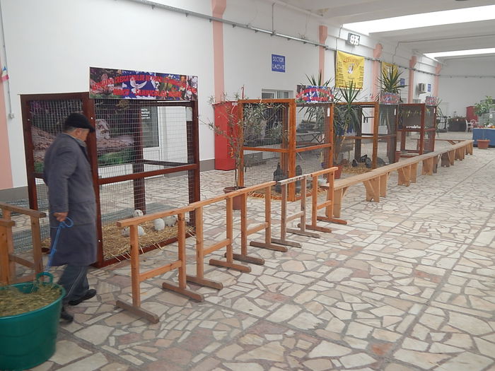 DSCN0083 - Sannicolau Mare Noiembrie 2015