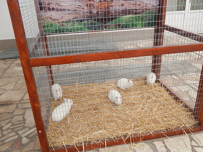 DSCN0084 - Sannicolau Mare Noiembrie 2015