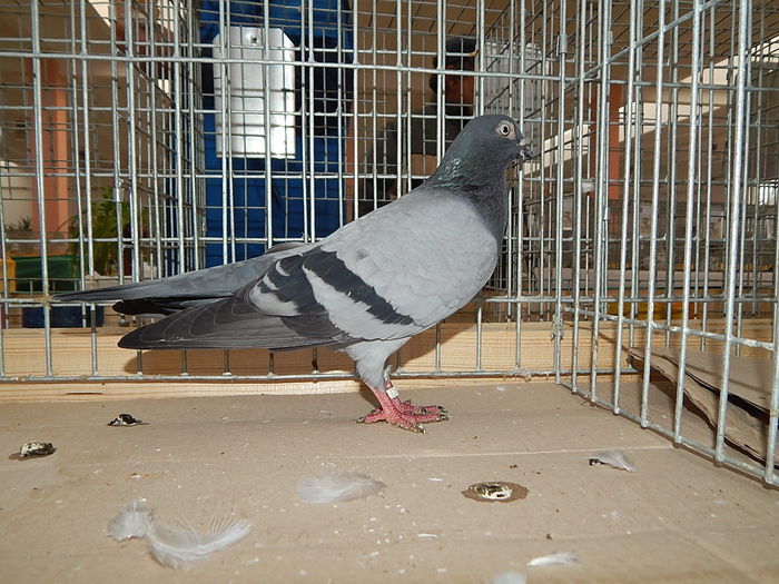 DSCN9903 - Sannicolau Mare Noiembrie 2015