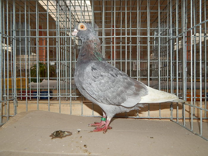 DSCN9904 - Sannicolau Mare Noiembrie 2015