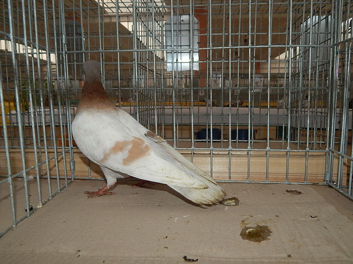 DSCN9911 - Sannicolau Mare Noiembrie 2015