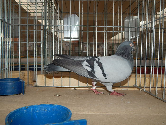 DSCN9912 - Sannicolau Mare Noiembrie 2015