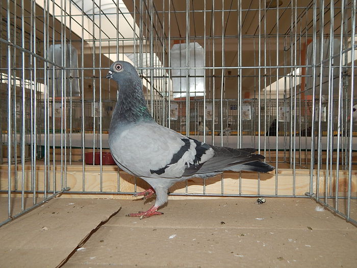 DSCN9913 - Sannicolau Mare Noiembrie 2015