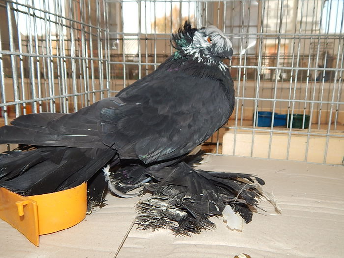 DSCN9916 - Sannicolau Mare Noiembrie 2015