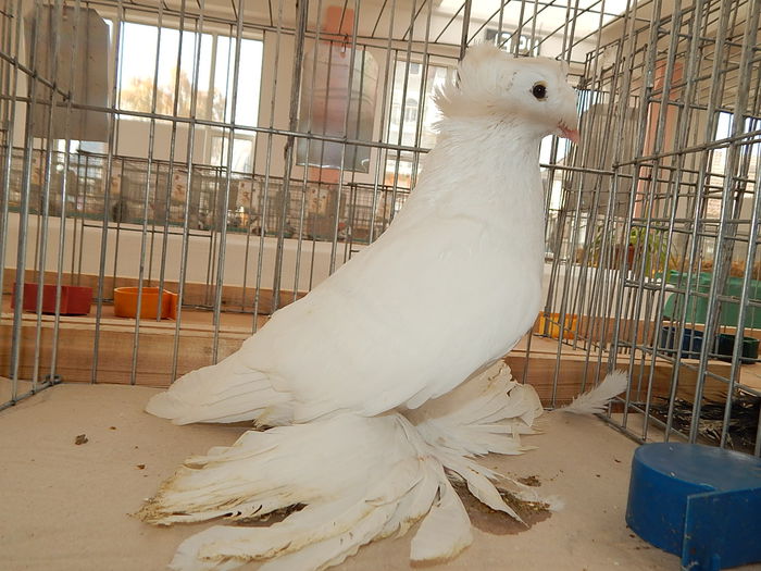 DSCN9917 - Sannicolau Mare Noiembrie 2015