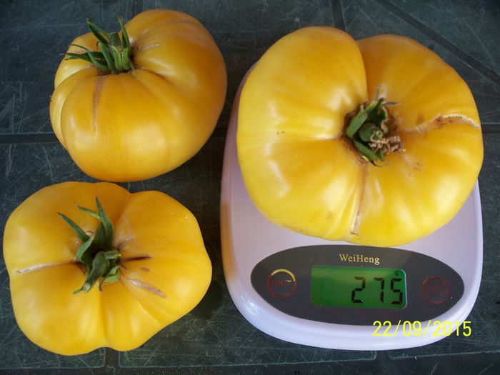 DIXIE GOLDEN GIANT 275 g (2) - DIXIE GOLDEN GIANT 2015-2016