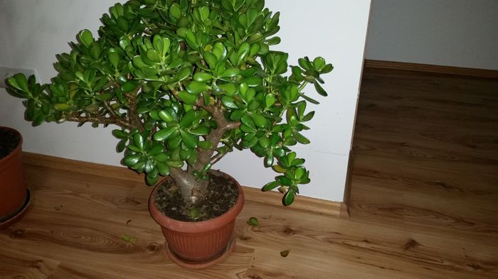 20151104_212653 - Crassula ovata