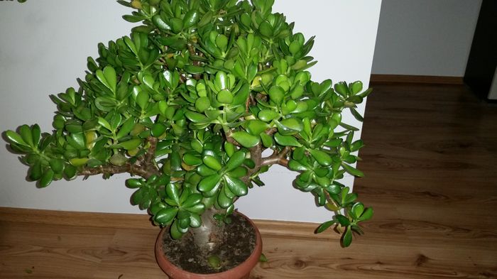 20151104_212611 - Crassula ovata