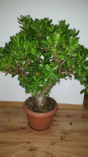 20151104_212629 - Crassula ovata