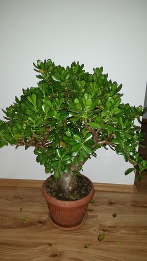 20151104_212623 - Crassula ovata