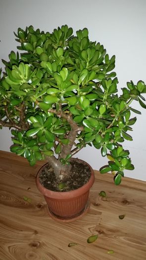 20151104_212637 - Crassula ovata