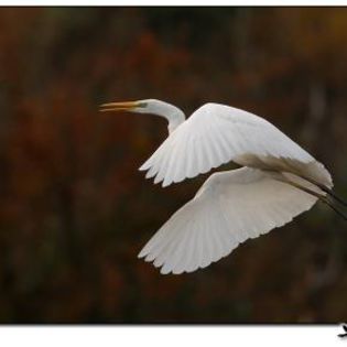 46089_ab31d4b5e20b045c6edef10afb3f68cd_mdsq