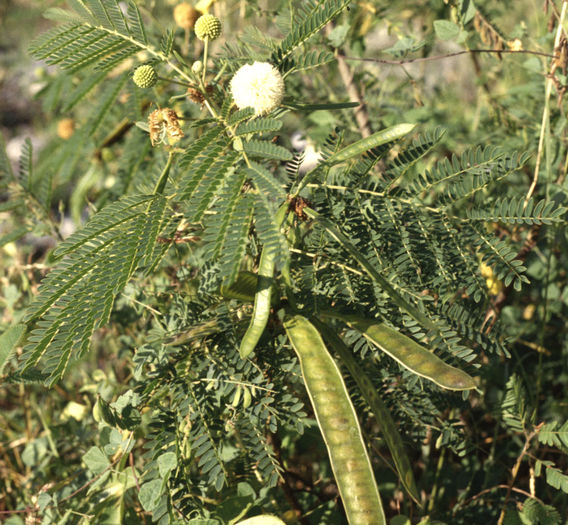 giant ipil ipil; Leucaena leucocephala este un mic copac mimosoid,cu crestere rapida,originar din sudul Mexicului %u0219i nordul Americii Centrale (Belize %u0219i Guatemala),dar acum este naturalizat
