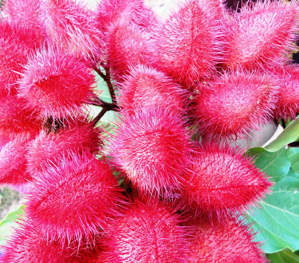 atsuete; Seminte annatto-atsuete

10 seminte-20 ron
