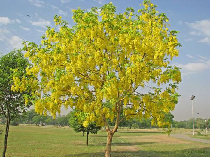 golden shower tree - Plante exotice-seminte
