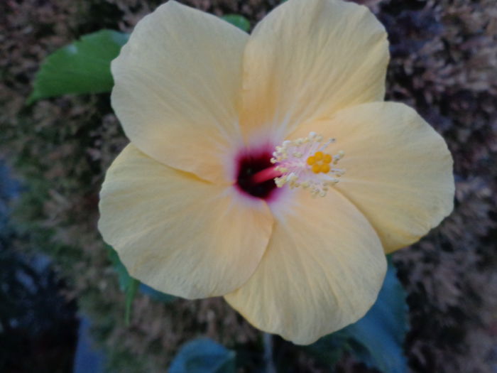 DSC01286 - HIBISCUS  2015