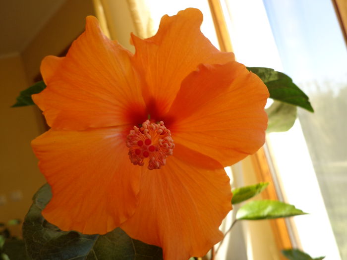 DSC01327 - HIBISCUS  2015