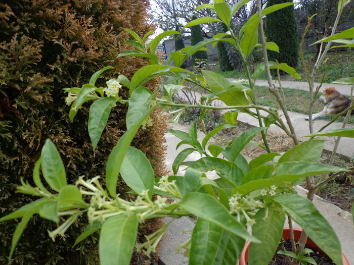 DSC01343 - Cestrum Nocturnum-Lady of the Night