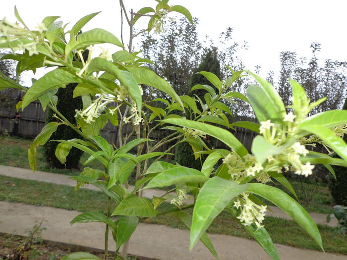 DSC01345 - Cestrum Nocturnum-Lady of the Night