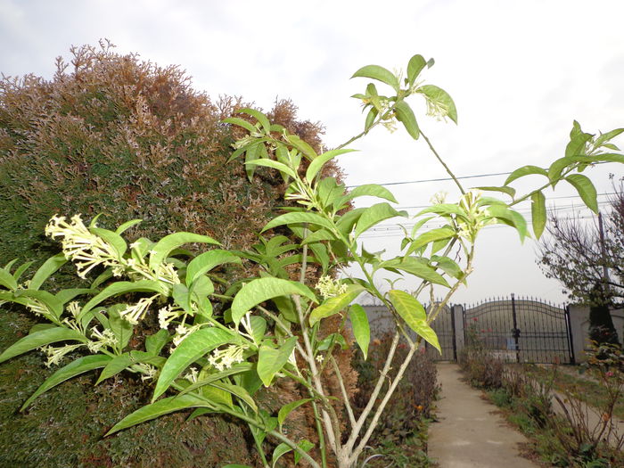 DSC01340 - Cestrum Nocturnum-Lady of the Night