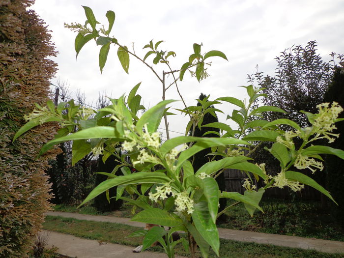 DSC01341 - Cestrum Nocturnum-Lady of the Night