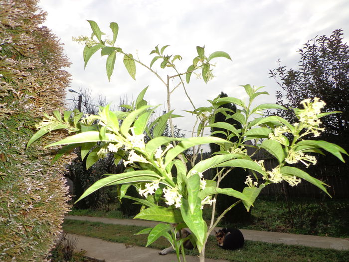 DSC01342 - Cestrum Nocturnum-Lady of the Night