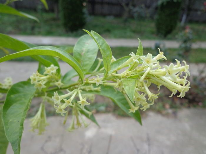 DSC01344 - Cestrum Nocturnum-Lady of the Night