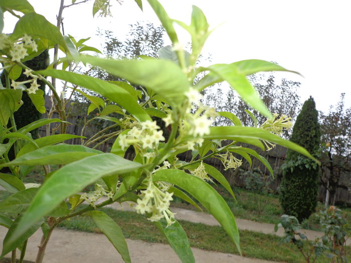 DSC01346 - Cestrum Nocturnum-Lady of the Night