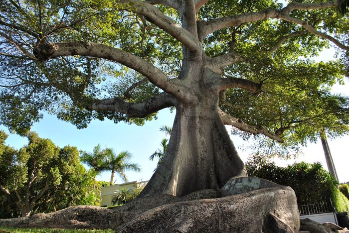 kapok tree - Plante exotice-seminte