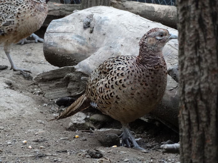 DSC04546 - Fazani 2015