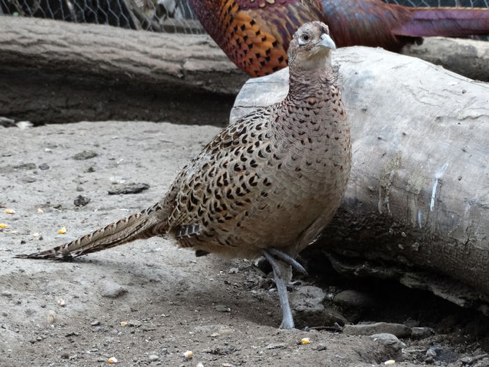 DSC04543 - Fazani 2015