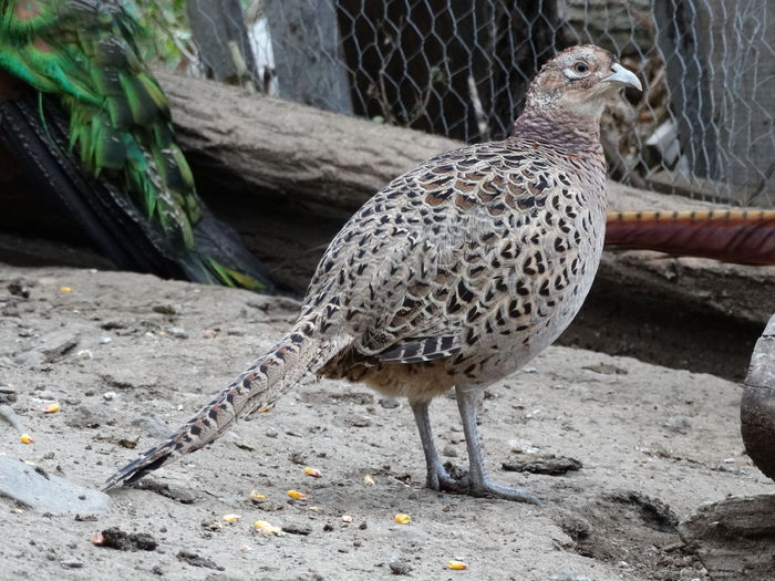 DSC04533 - Fazani 2015